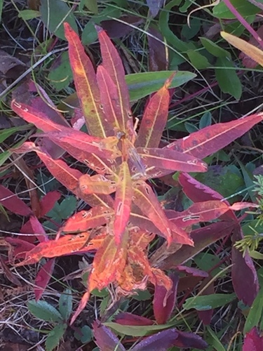 fireweed