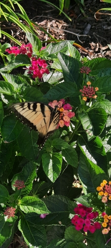 Eastern Tiger Swallowtail