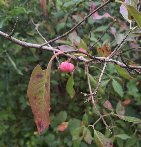 Spindle