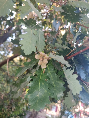 downy oak