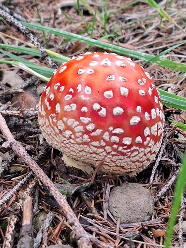 Fly Agaric