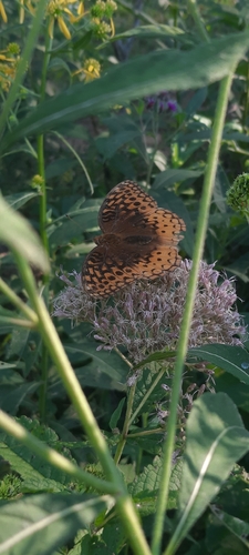 Great Spangled Fritillary