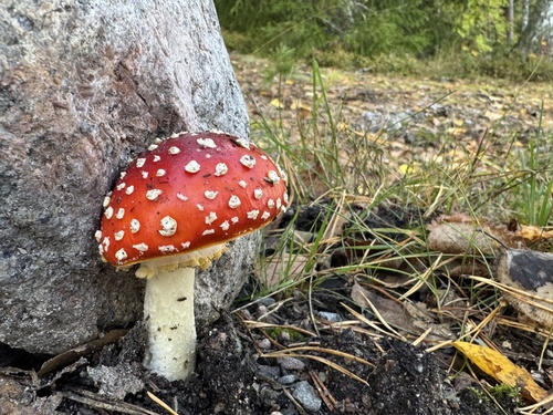 Fly Agaric
