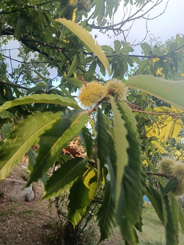 Sweet Chestnut