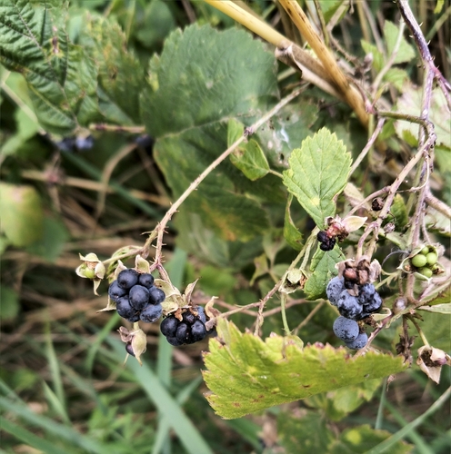 European dewberry