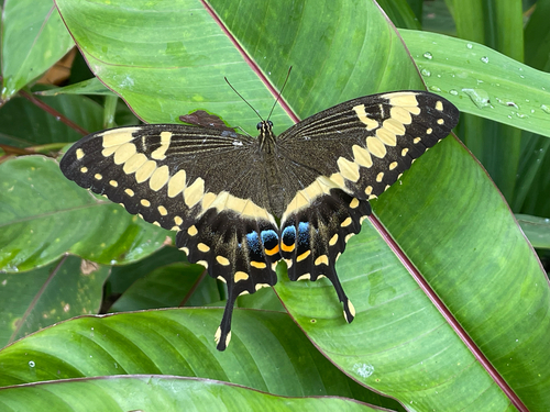 Emperor Swallowtail