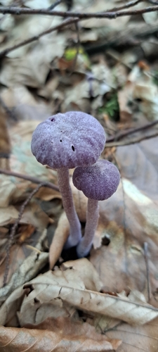 Amethyst Deceiver