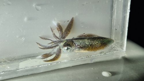 Bigfin Reef Squid