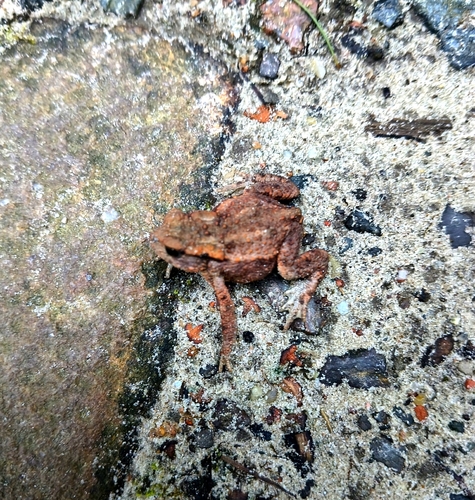 European Toad