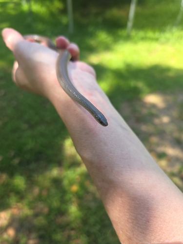 Smooth Earthsnake