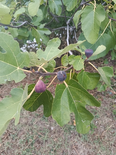 common fig