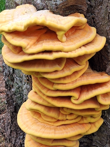 chicken of the woods