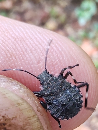 Brown Marmorated Stink Bug