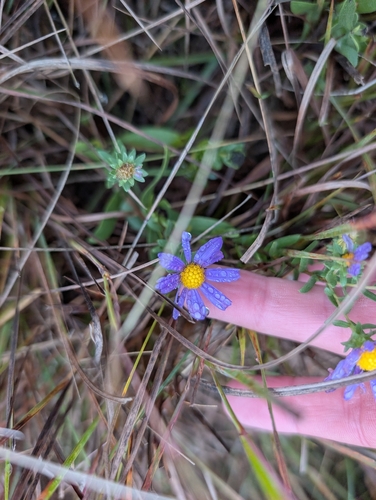 Aromatic Aster