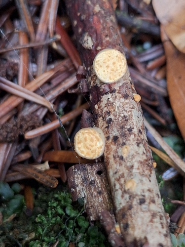 common bird's nest fungus