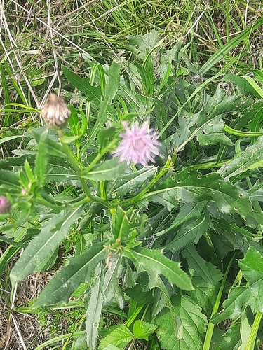 creeping thistle