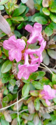 Rhododendron kotschyi