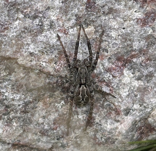 Easter Fox Spider