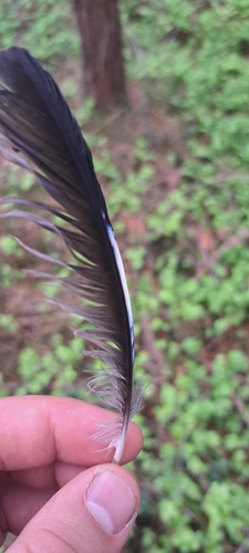 Eurasian Jay