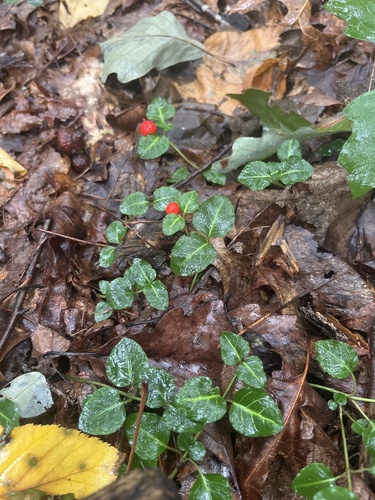 partridgeberry