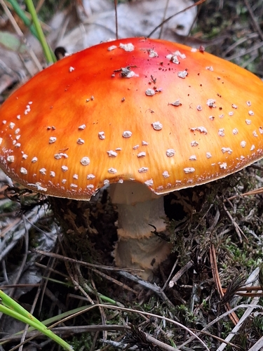 Fly Agaric