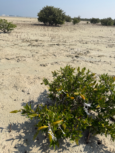 Grey Mangrove