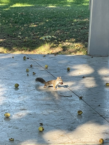 American Red Squirrel