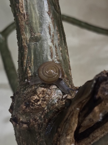 Siamese Common Snail