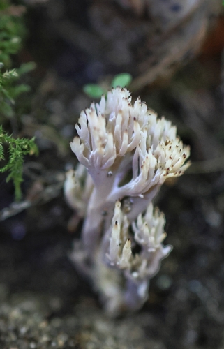 grey coral fungus