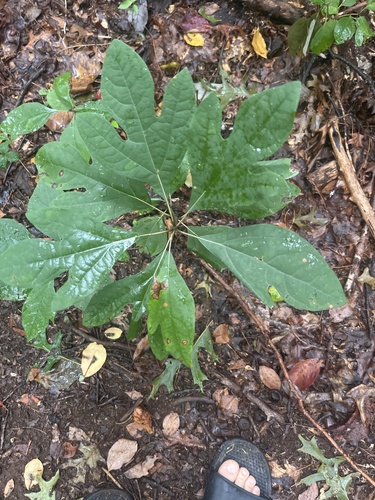 sassafras