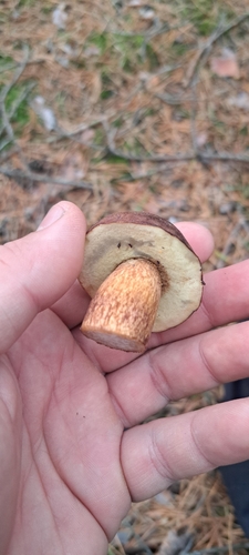 Bay Bolete