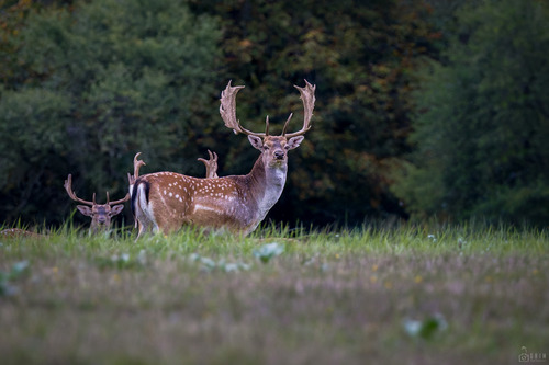European Fallow Deer