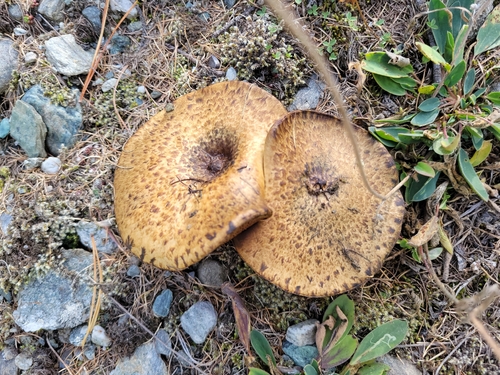 Sticky Bolete