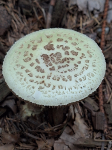 False Death-cap
