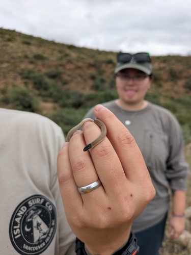 Ground Snake
