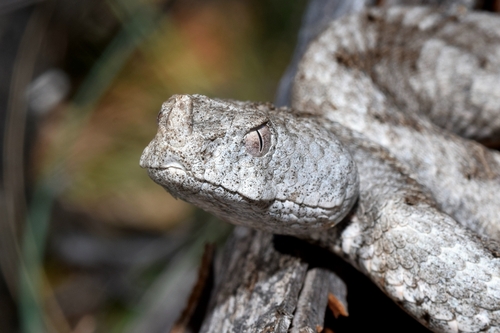Long-nosed Viper