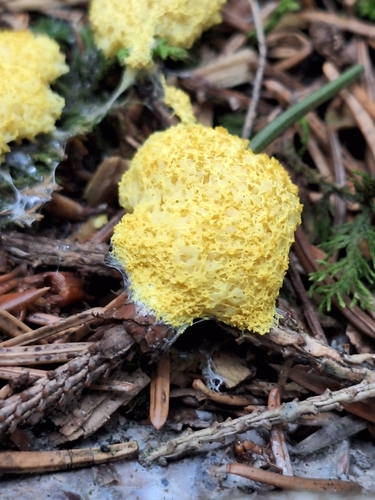 Dog Vomit Slime Mold