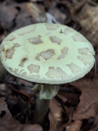 False Death-cap
