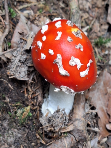 Fly Agaric