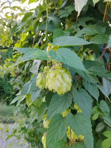 common hops