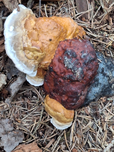 Red-banded Polypore
