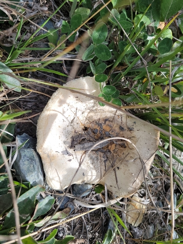Downy milk cap