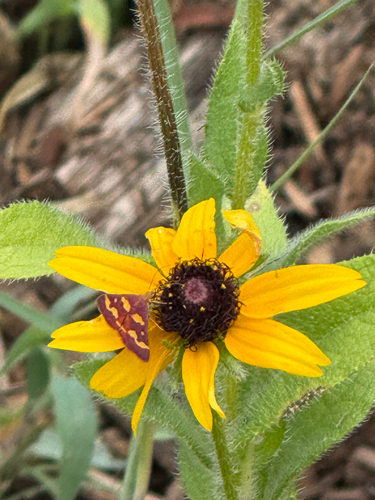 Coffee-loving Pyrausta Moth
