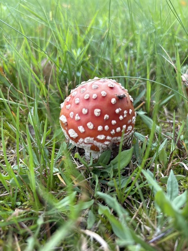 Fly Agaric