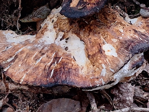 birch polypore