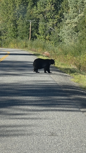 American Black Bear