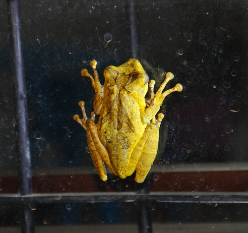 Common Hourglass Tree Frog