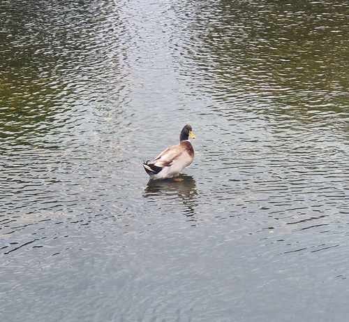 Mallard