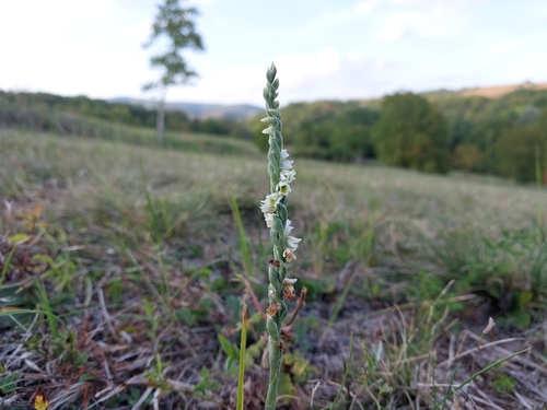 Autumn Ladies' Tresses