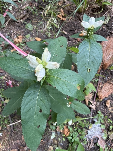 white turtlehead